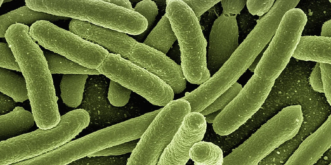Related image for bacterial immunity