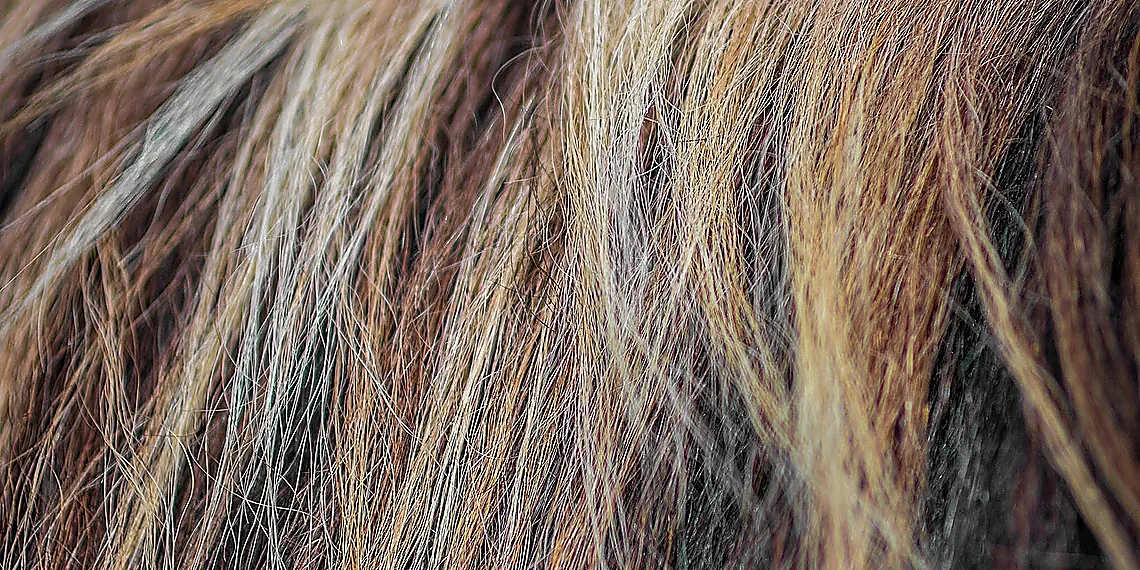 Targeting tRNA Tails: The Novel Mechanism – bacterial immunity