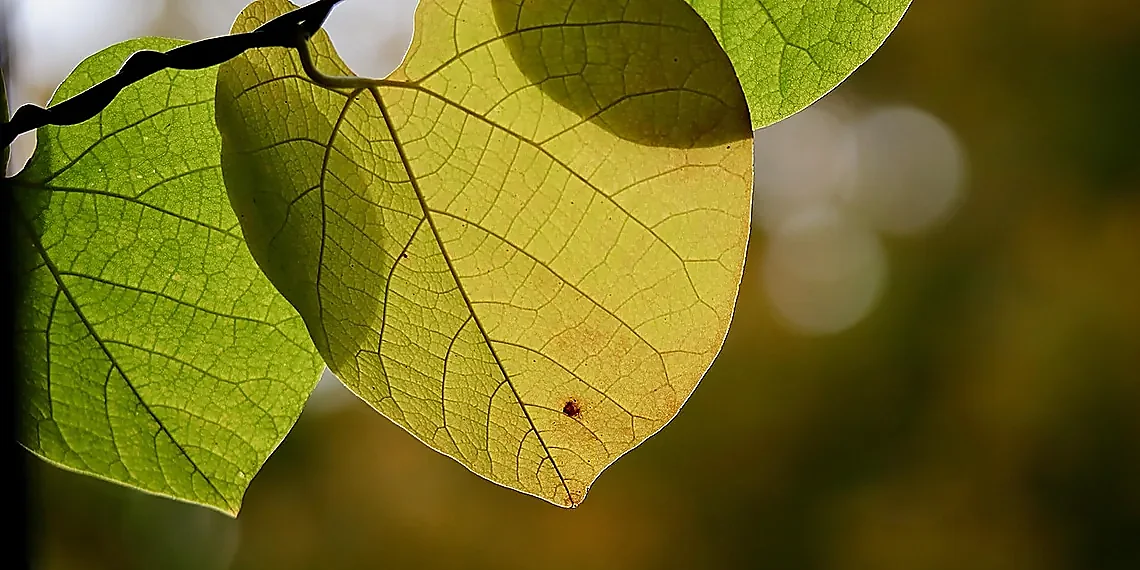 Breaking Rank: The Key Innovation – Kalman Filter