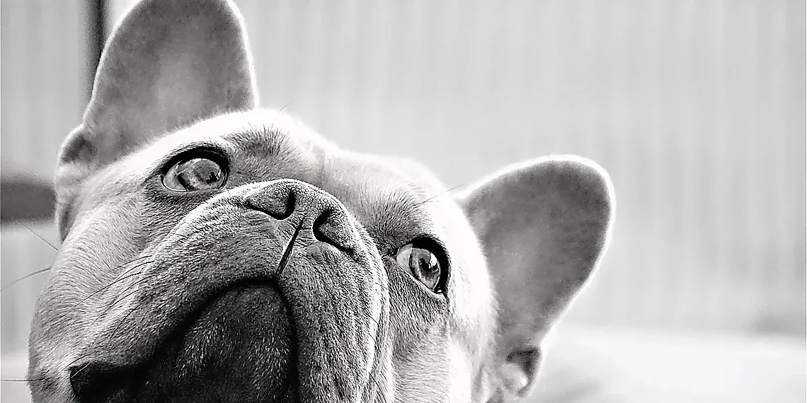 The Consent Conundrum: Who Speaks for the Deceased? – AI resurrection