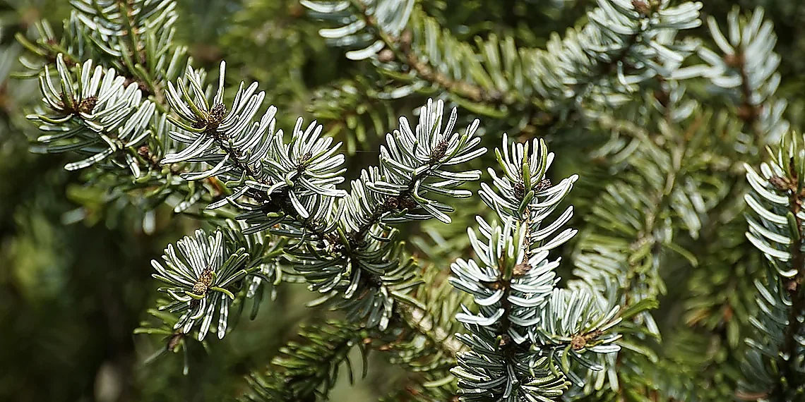 EEG & Hierarchical Structure – Hyperbolic EEG Networks