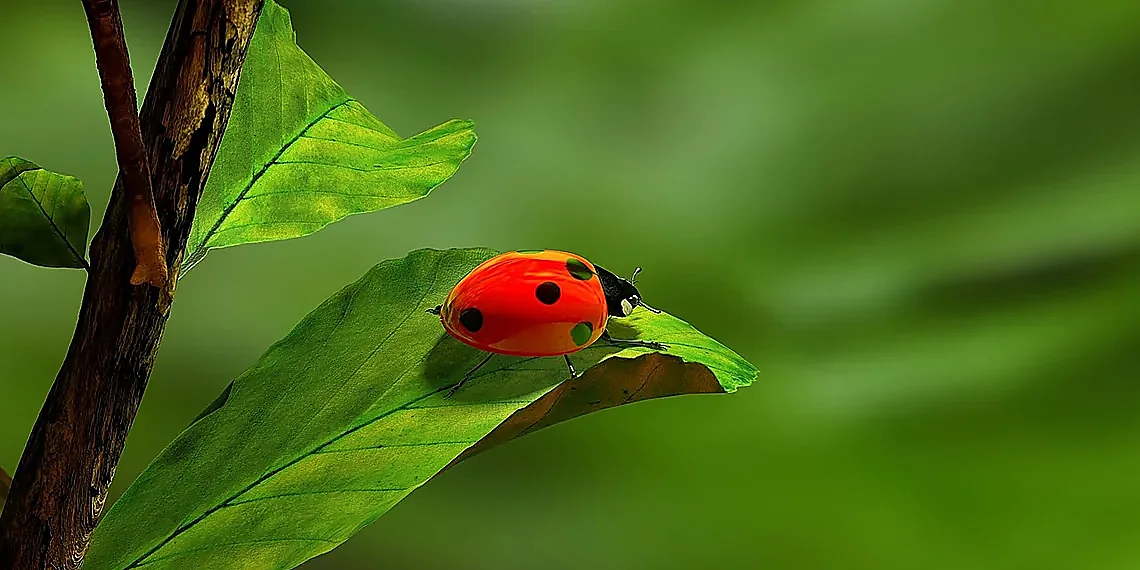 Why is High Resolution Difficult? – THz spectroscopy