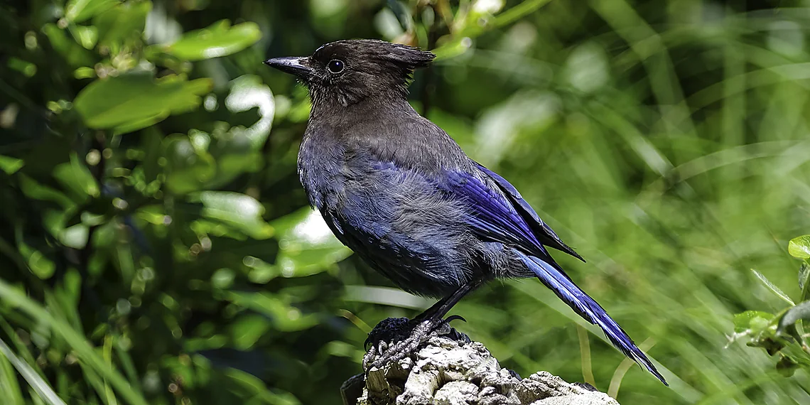 Related image for AI inference optimization