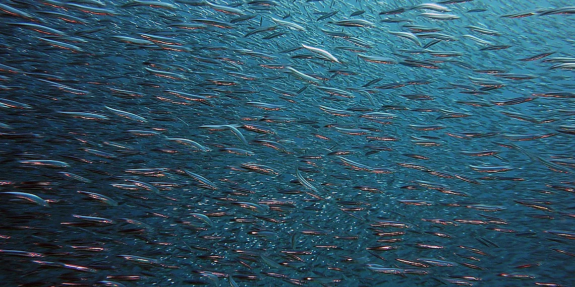 Related image for swarm intelligence