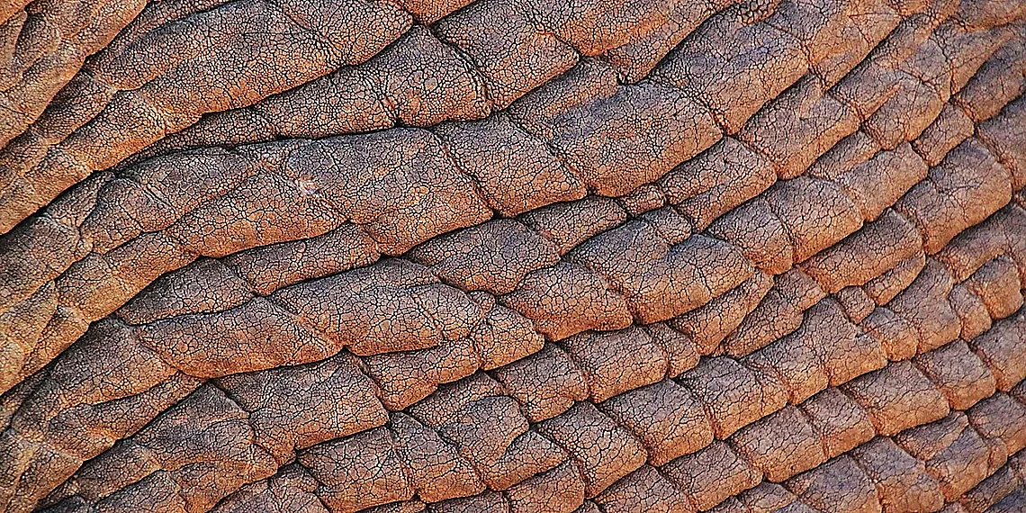 Chromatophores: Nature's Pixel Display – adaptive polymers