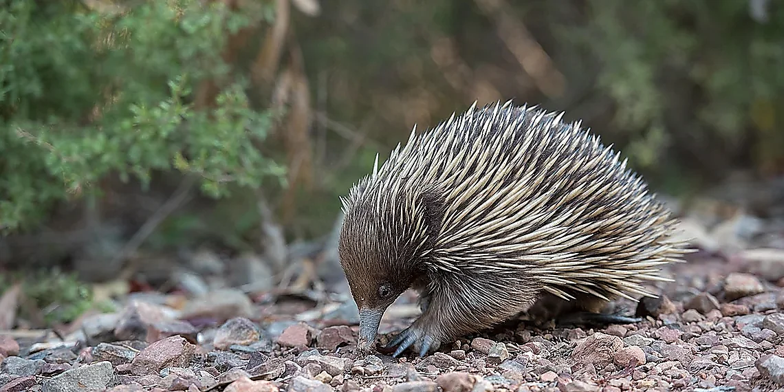 Why Platypuses are Puzzling – JWST oddities