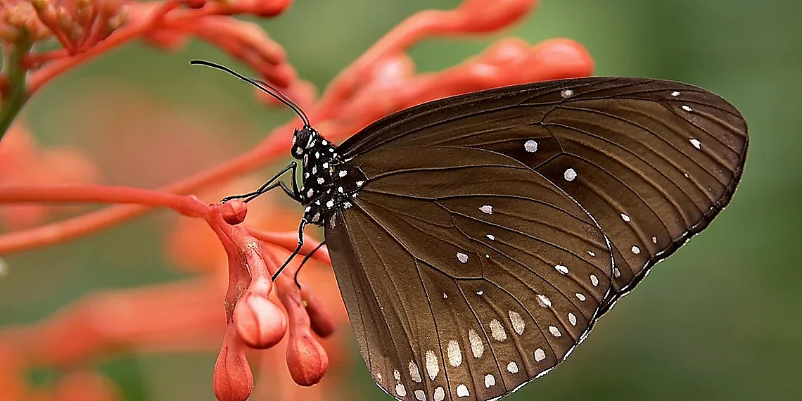 Understanding the Promise of Mamba – time series analysis