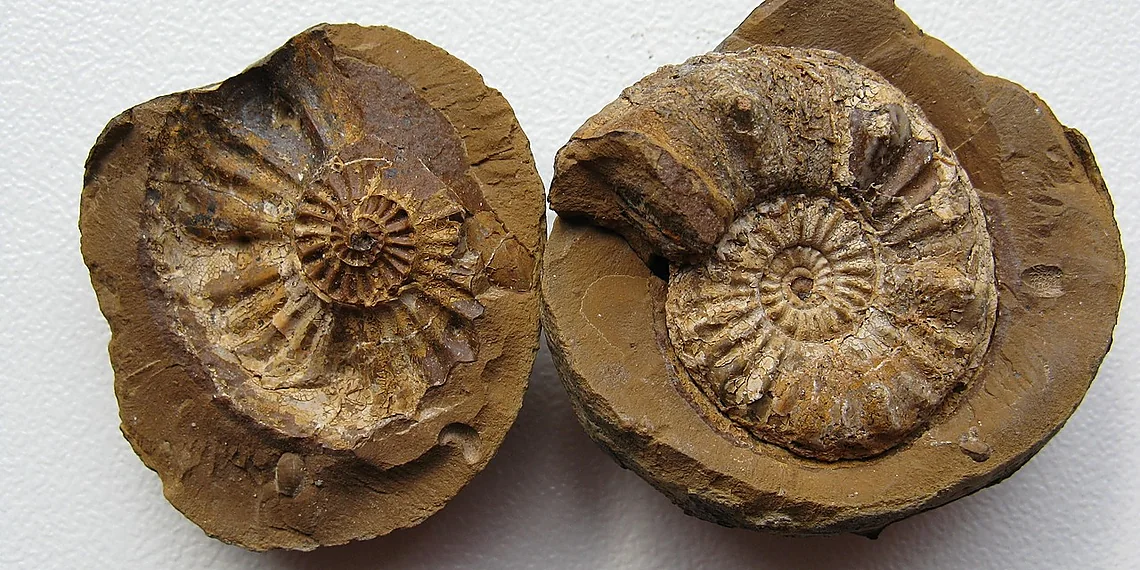 Related image for ancient life discovery