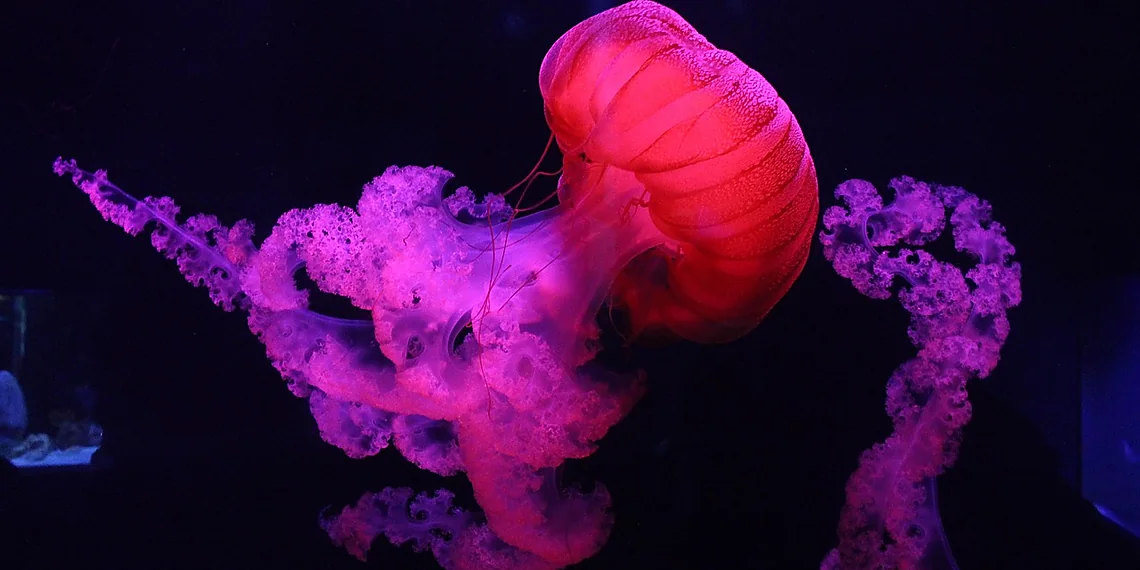 Related image for Enceladus ocean simulation